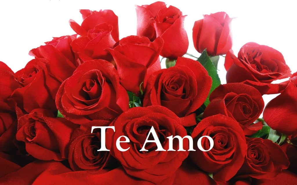 Lindas fotos de rosas rojas