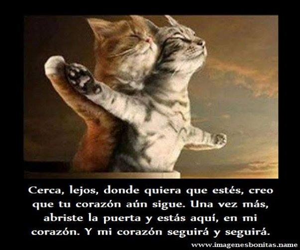 Imagenes de amor de parejas de gatitos