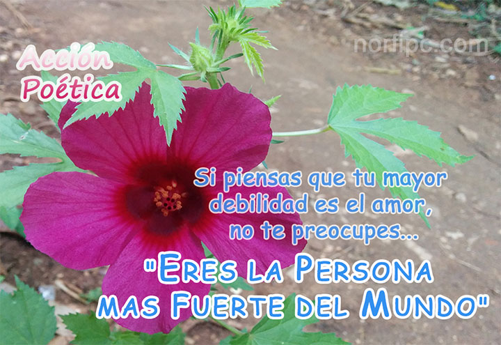 El amor como medio de expresión gratis