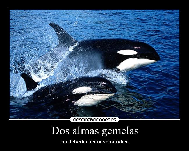 Amistad y almas gemelas gratis