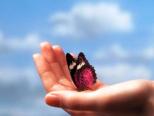 Mariposa en mis manos