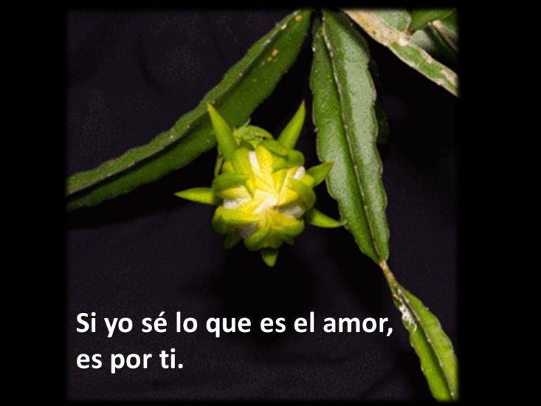 eres especial para Facebook eres especial para Facebook