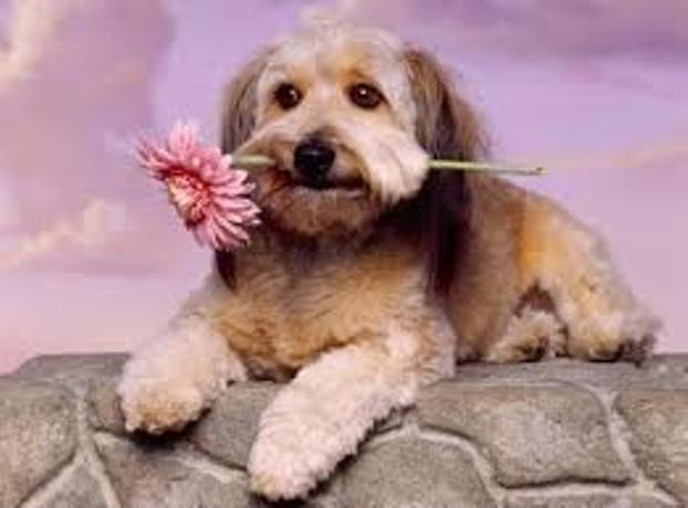 imágenes de El amor de una mascota gratis