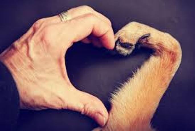 imágenes del amor de una mascota con corazón