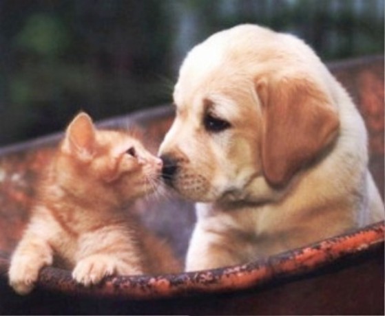imágenes del amor de una mascota