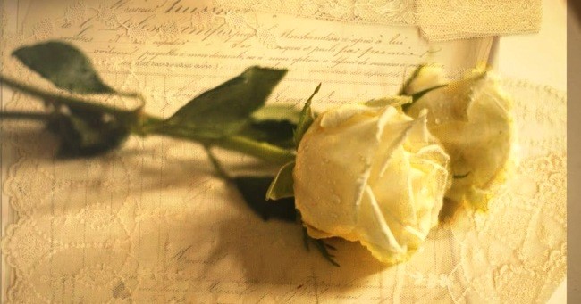 rosa blanca