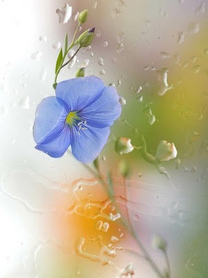una flor me lleva a ti gratis