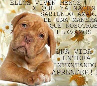 Imágenes para mascotas gratis 1