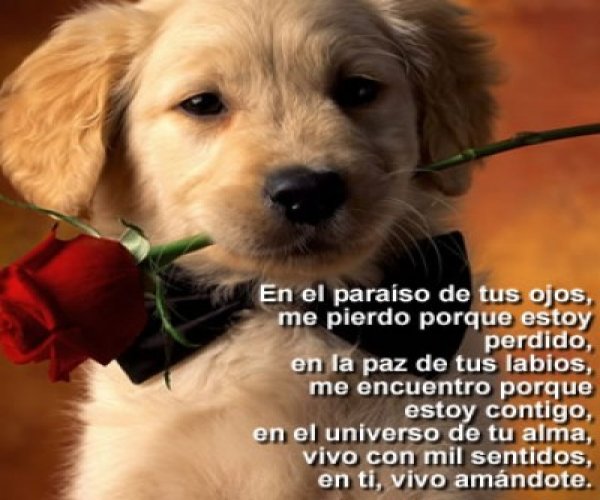 Imágenes para mascotas gratis 2
