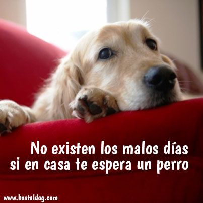 No existen los malos dias si en casa te espera un perro