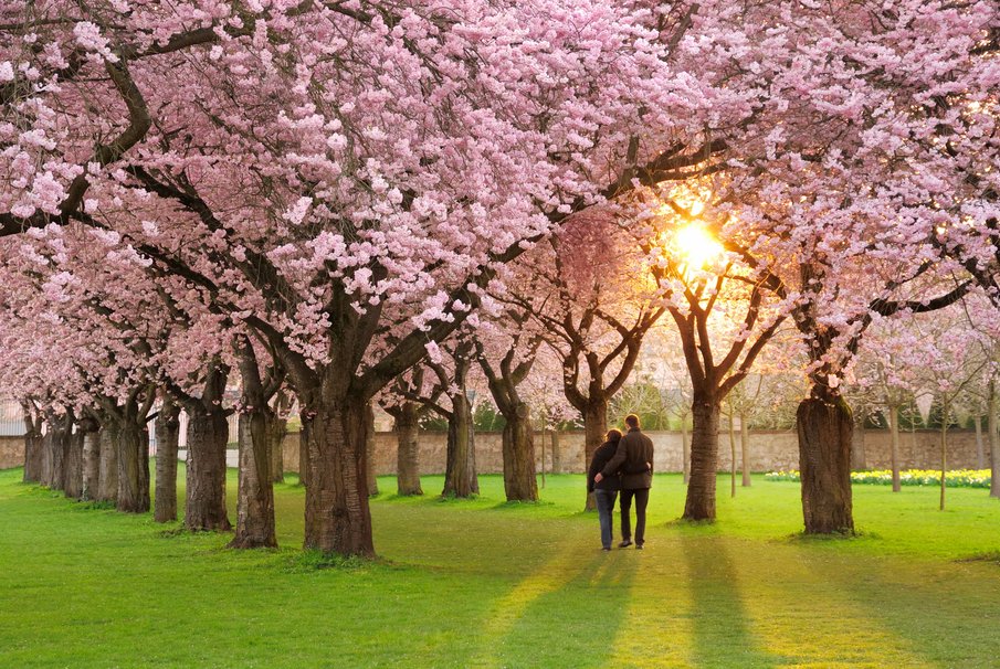 Un amor primaveral gratis