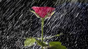 la lluvia gratis 2