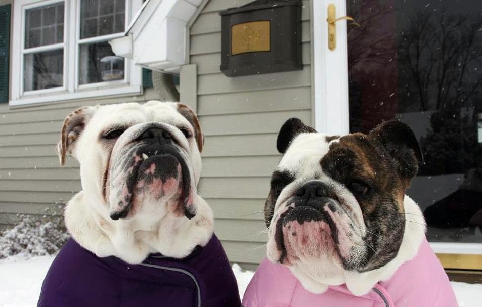 Imágenes de amistad con mascotas gratis