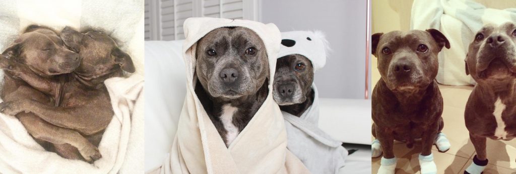 Imágenes de amistad con mascotas  para Facebook2