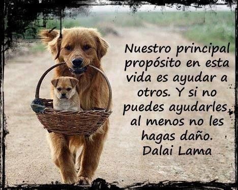 Imágenes de amor a los animales para Facebook