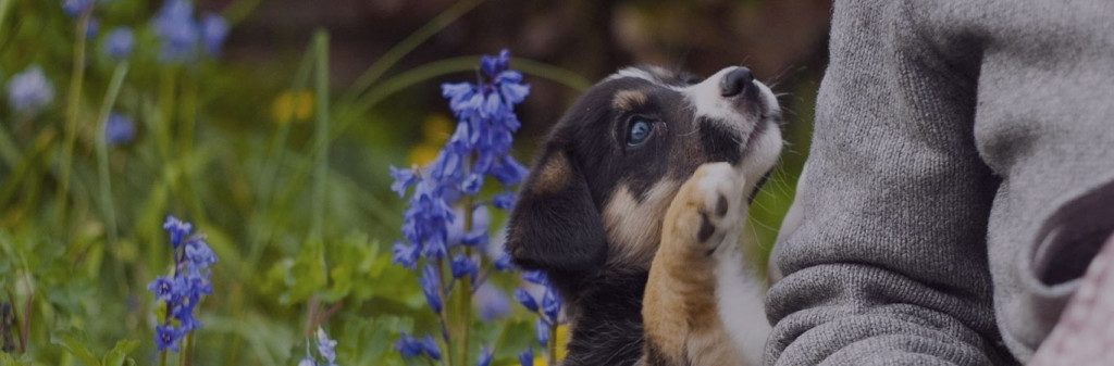 Imágenes de cariño con mascotas para Facebook