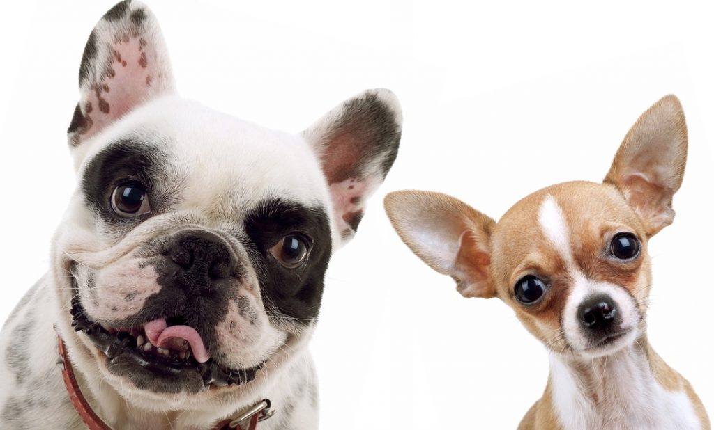 chihuahua and french bull dog