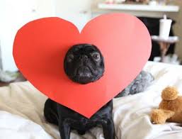 Imágenes de feliz San Valentín con mascotas para Fecbook