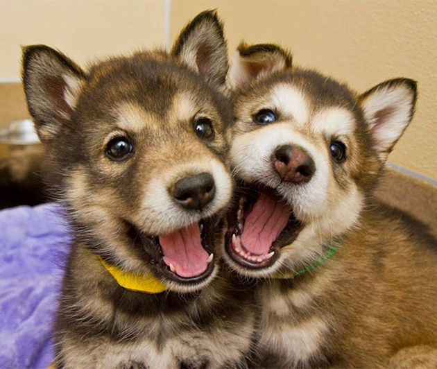 Imágenes de feliz San Valentín con mascotas