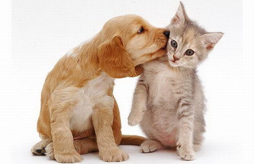 Imágenes de  mascotas como el amor más sincero del mundo  gratis 2