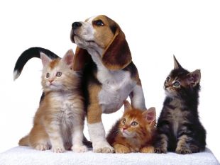 Imágenes de mascotas para el día de la amistad para Facebook