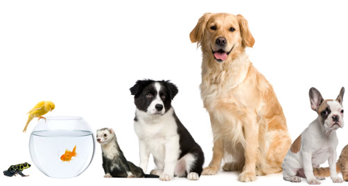 Imágenes de mascotas para el día de la amistad para facebook 2
