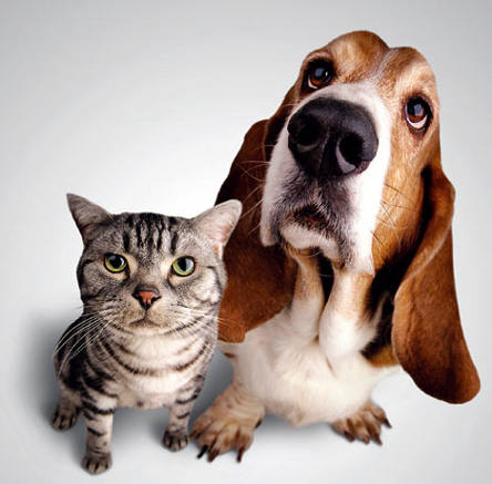 Imágenes de mascotas para una mejor amiga gratis
