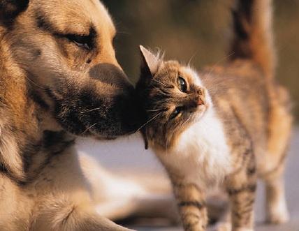 Imágenes de mascotas para una mejor amiga para Facebook 2