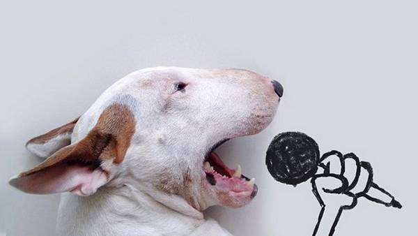 Imágenes divertidas con mascotas gratis 2