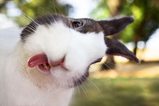 Imágenes divertidas con mascotas gratis