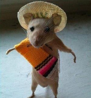 Imágenes divertidas con mascotas para Facebook 2