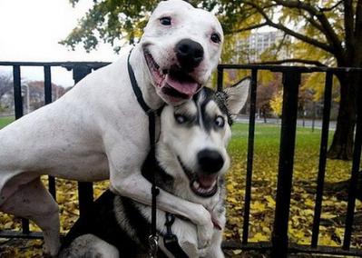 Imágenes divertidas con mascotas para Facebook