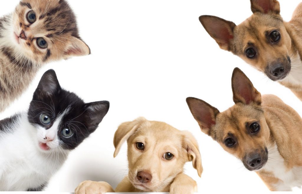 Imágenes para familiares con mascotas