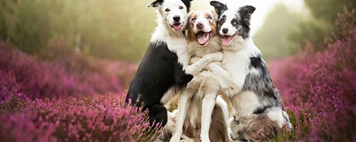 Imágenes para familiares con mascotas gratis