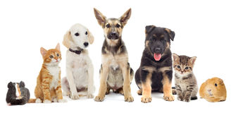 Imágenes para familiares con mascotas gratis 2
