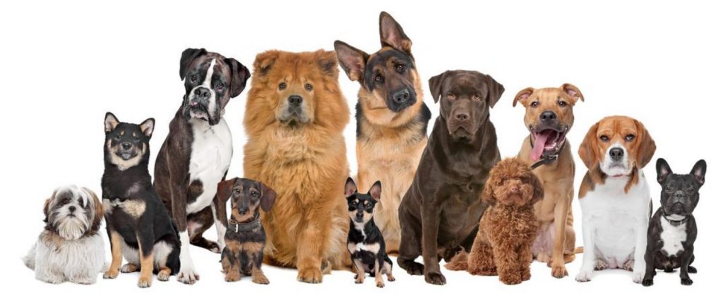 Imágenes para familiares con mascotas para Facebook
