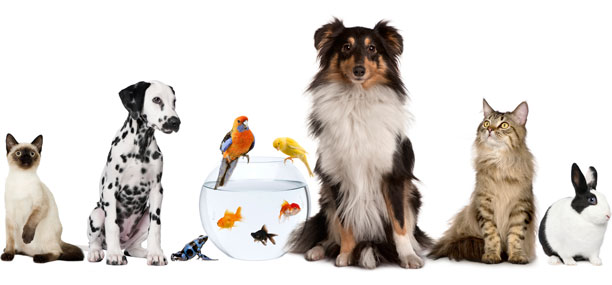 Imágenes para familiares con mascotas para Facebook 2