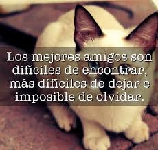 olvidar