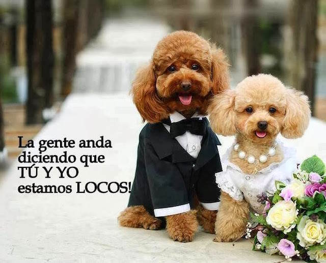 tu y yo