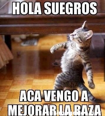 Hola suegro vengo a mejorar la raza Hola suegro vengo a mejorar la raza
