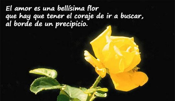 El amor es una flor que El amor es una flor que