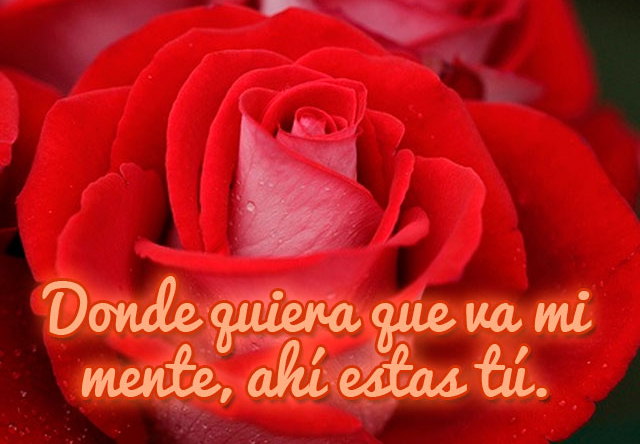 Imagenes con rosas y frases