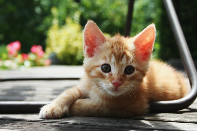 gatito lindo con fondo desenfocado