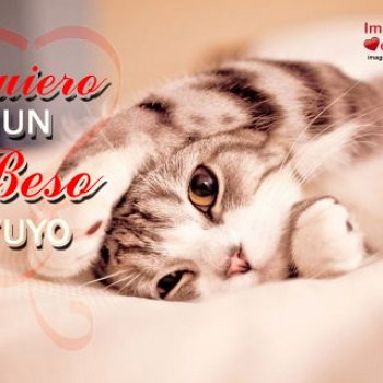 gatito que dice quiero un beso yuto