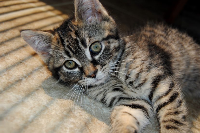gatito tigriado