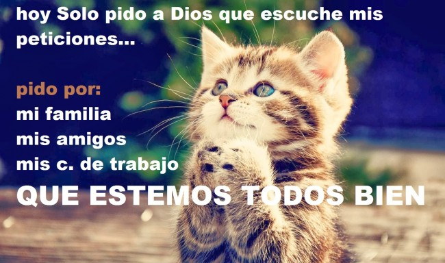 imagen de gatito con frase de oracion