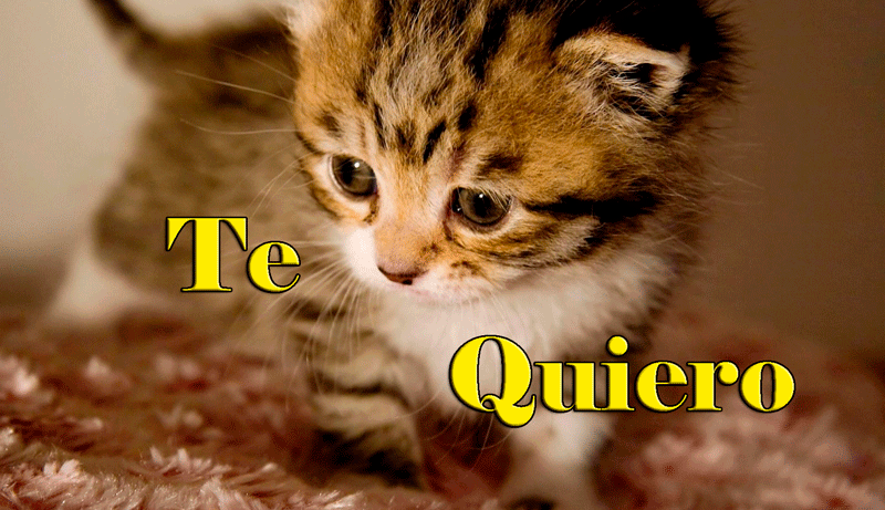 imagen de gatito dice te quiero