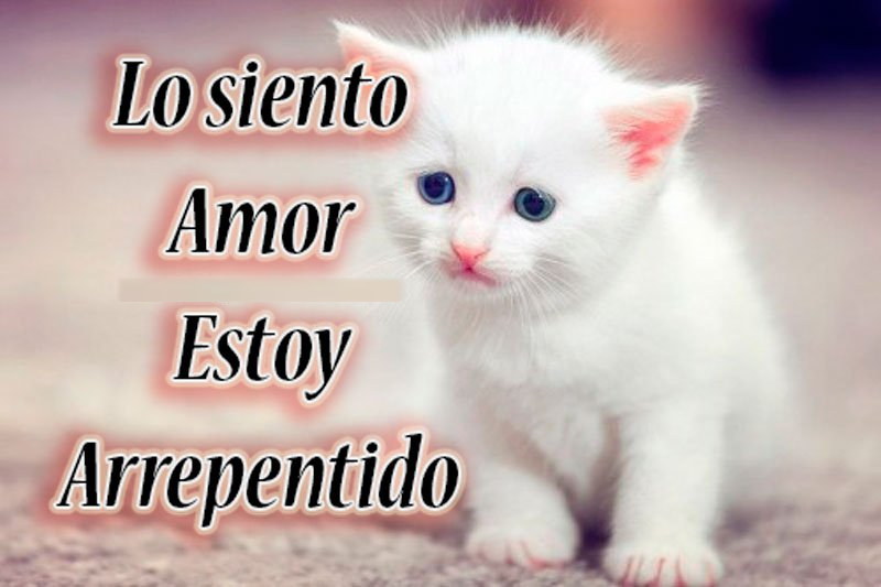 imagen de gatito lo siento amor