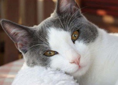 imagen de un gato blanco