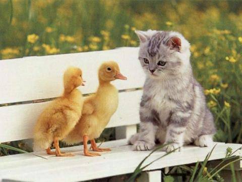 imagen de un gato junto a patos